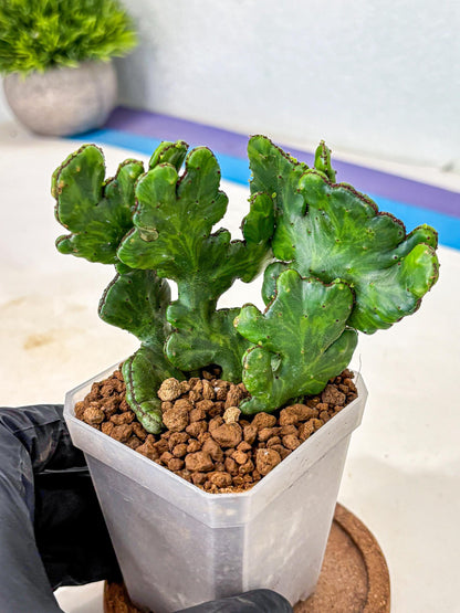 Euphorbia leucodendron cristate Var (5) | Rare Plants