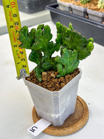 Euphorbia leucodendron cristate Var (5) | Rare Plants