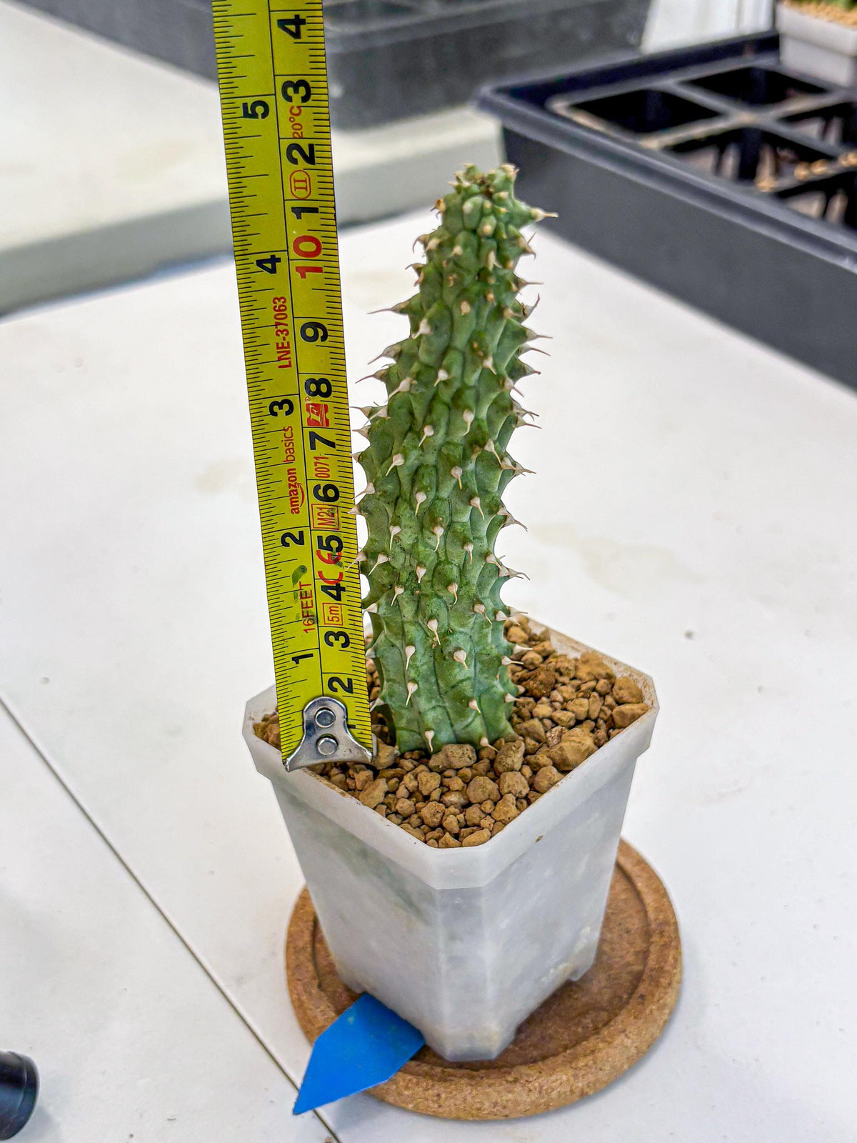 Kalahari Cactus (bb) | Rare House Plants