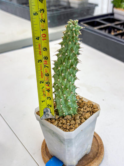 Kalahari Cactus (bb) | Rare House Plants