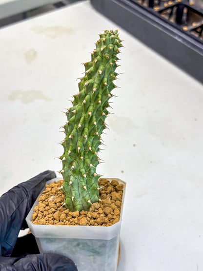 Kalahari Cactus (bb) | Rare House Plants