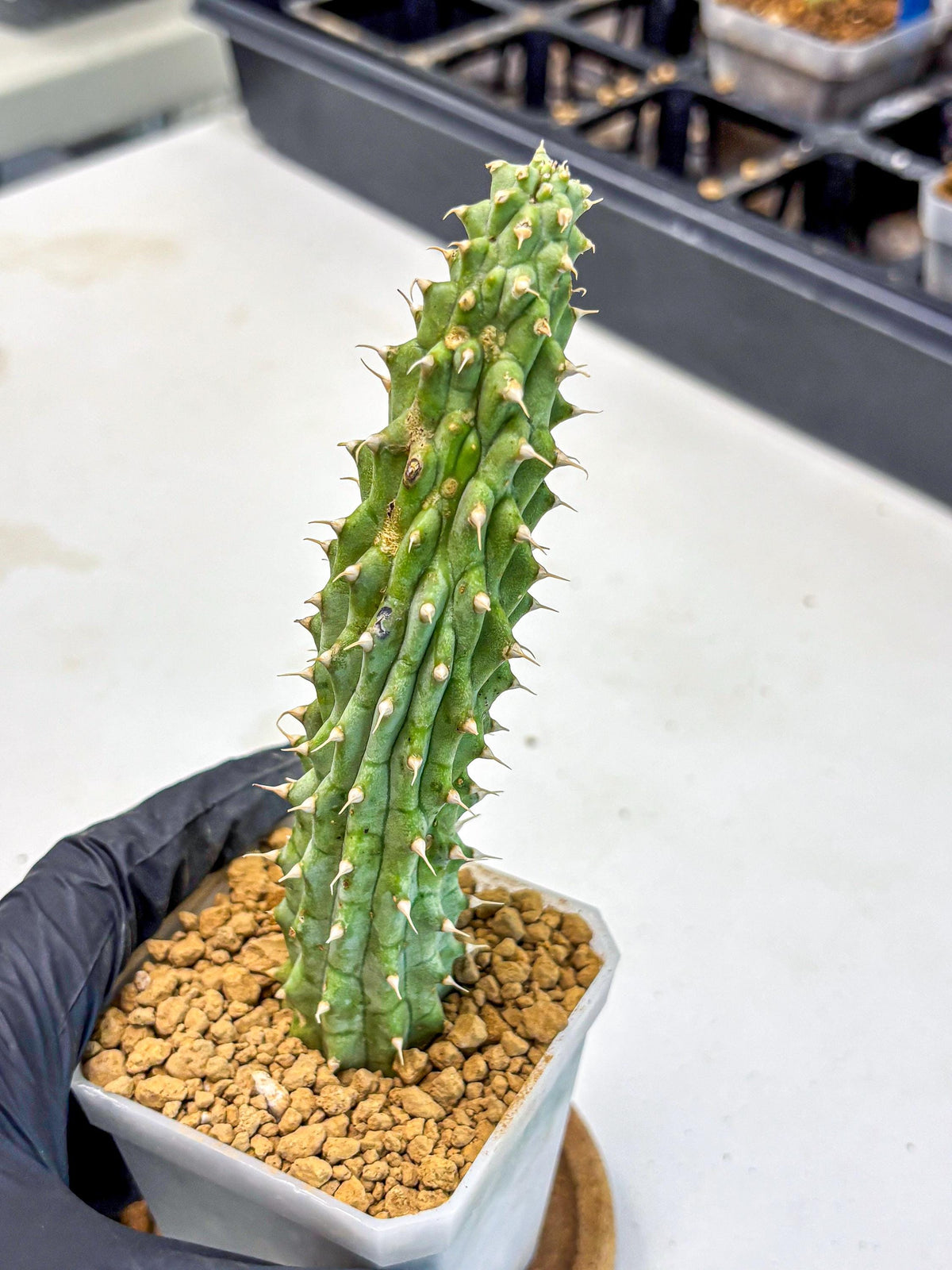 Kalahari Cactus (bb) | Rare House Plants