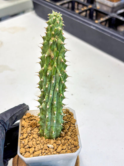 Kalahari Cactus (bb) | Rare House Plants