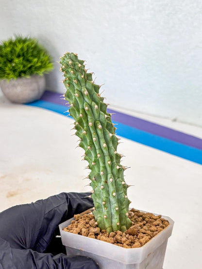 Kalahari Cactus (bb) | Rare House Plants