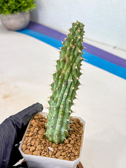 Kalahari Cactus (bb) | Rare House Plants