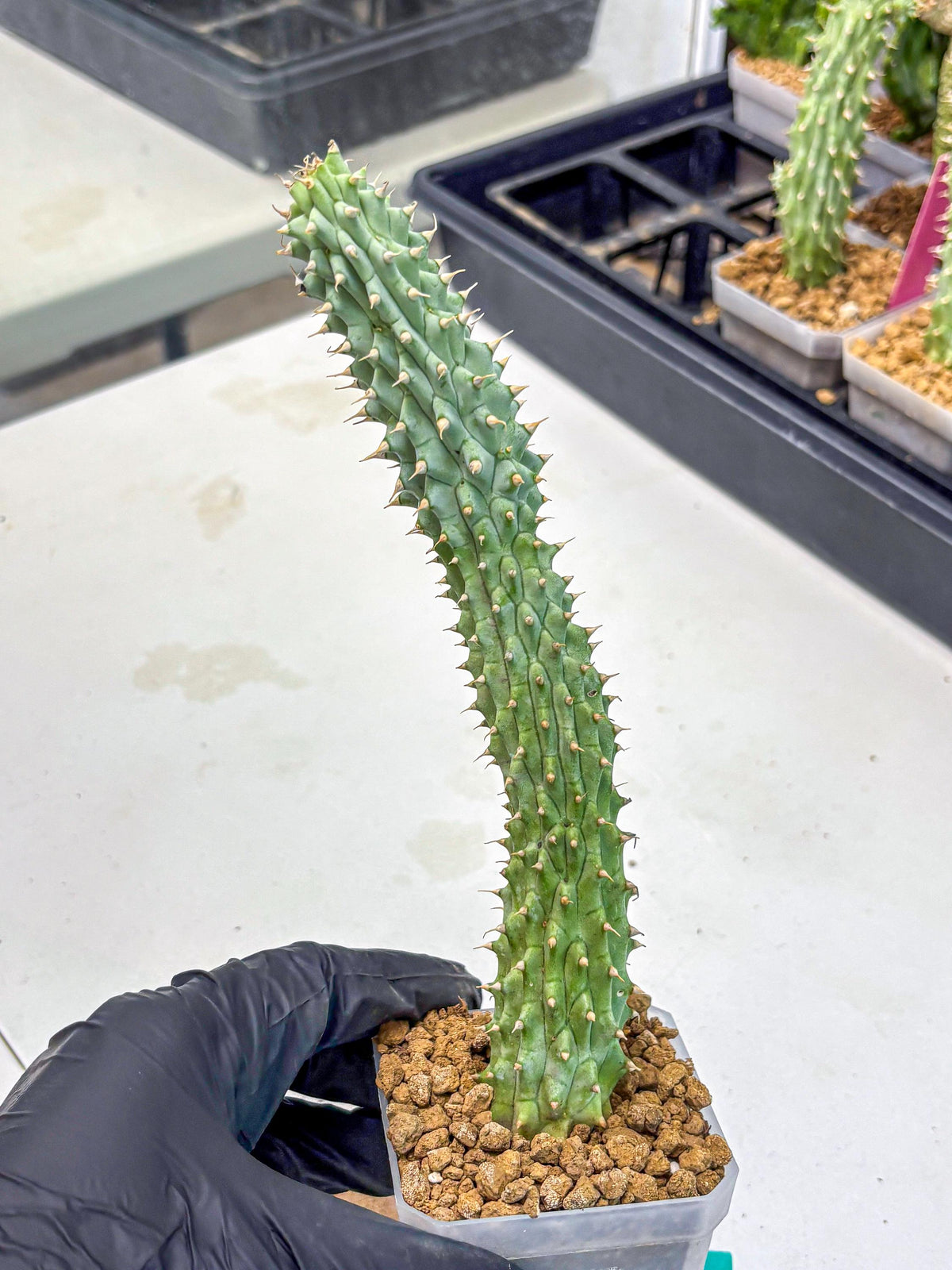 Kalahari Cactus (gg) | Rare House Plants