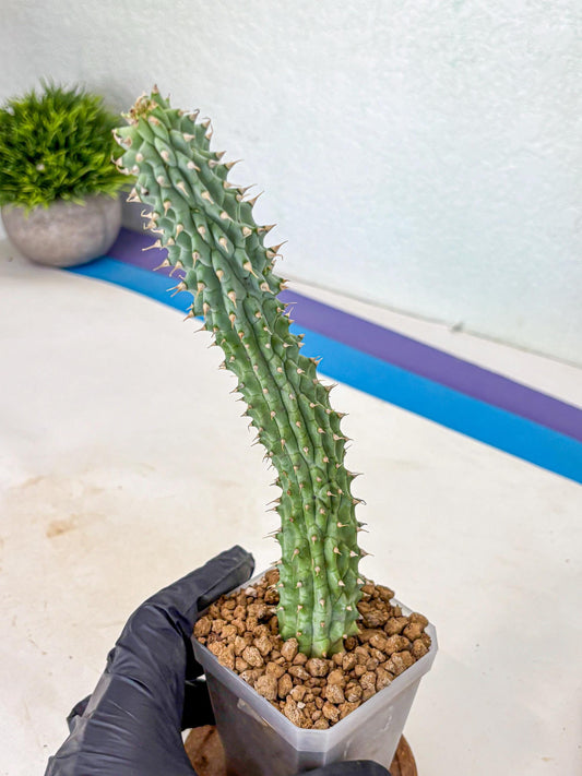 Kalahari Cactus (gg) | Rare House Plants