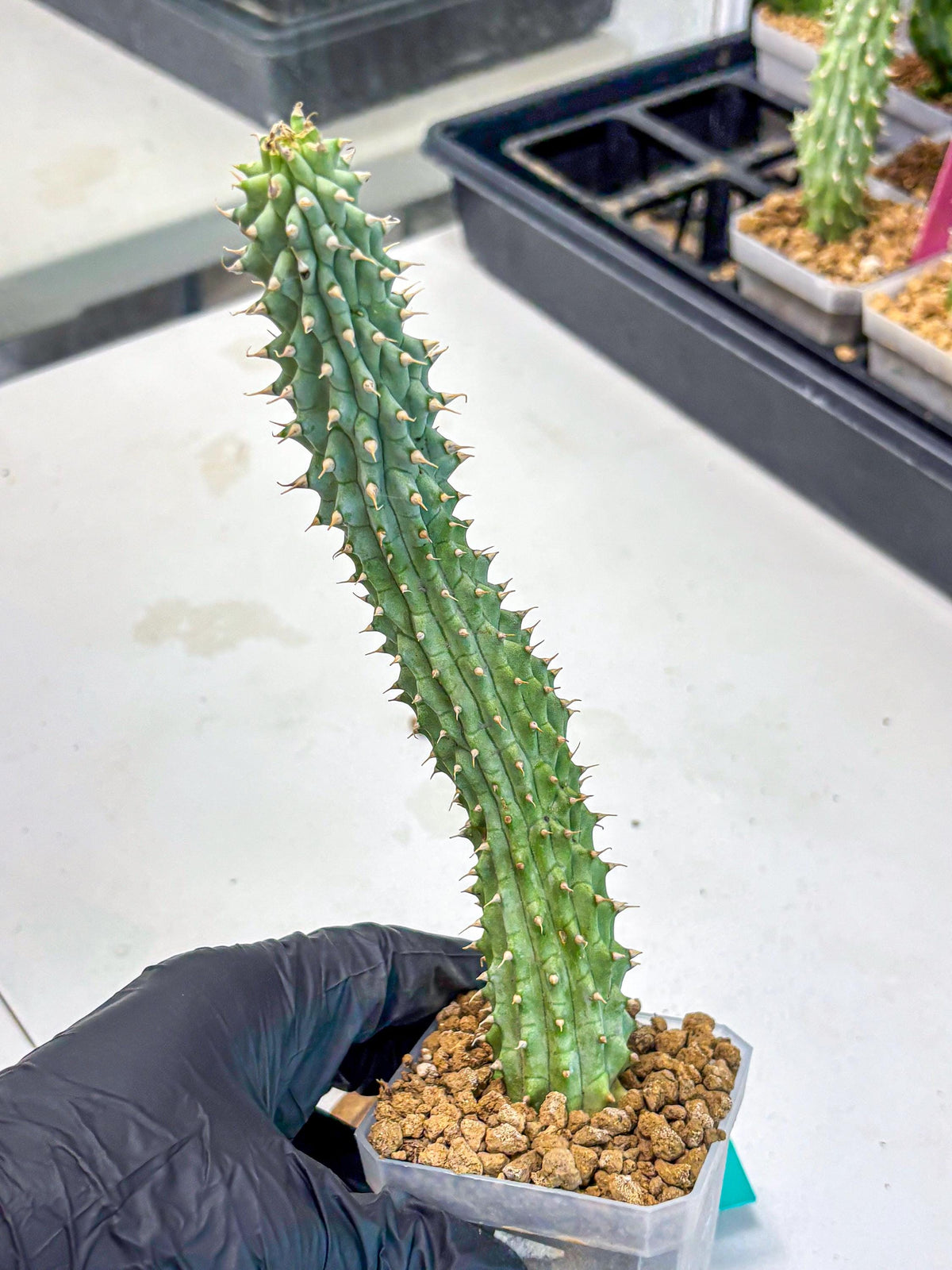 Kalahari Cactus (gg) | Rare House Plants