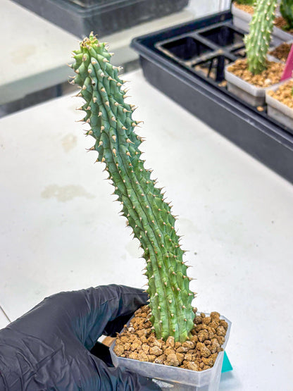 Kalahari Cactus (gg) | Rare House Plants