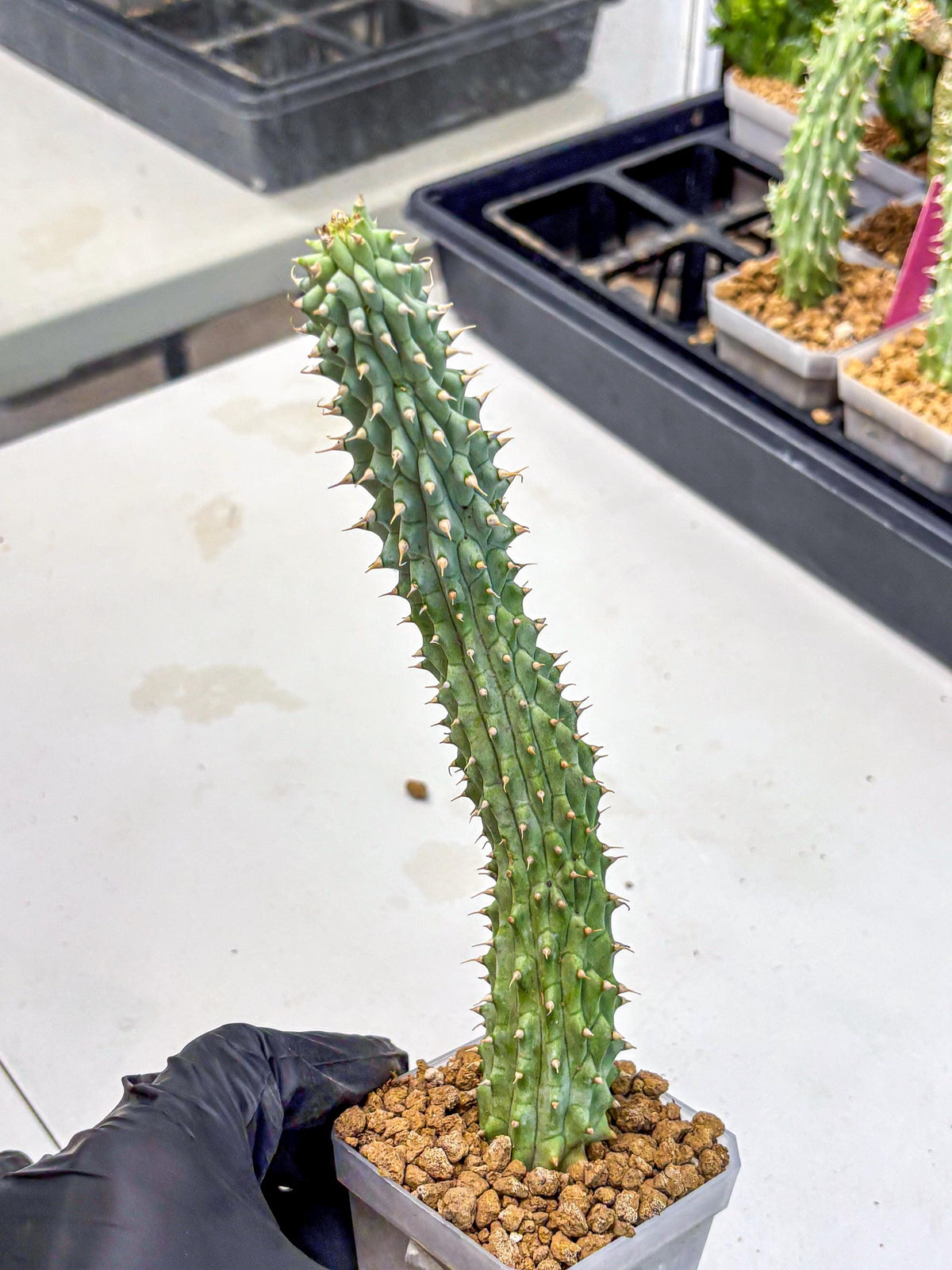 Kalahari Cactus (gg) | Rare House Plants
