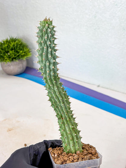 Kalahari Cactus (gg) | Rare House Plants
