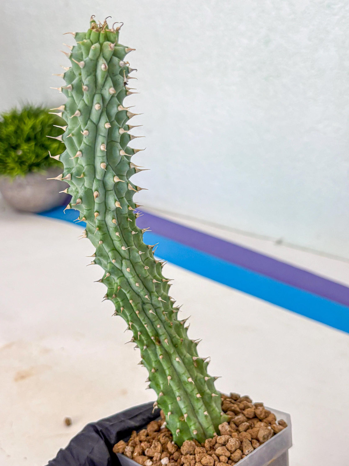 Kalahari Cactus (gg) | Rare House Plants