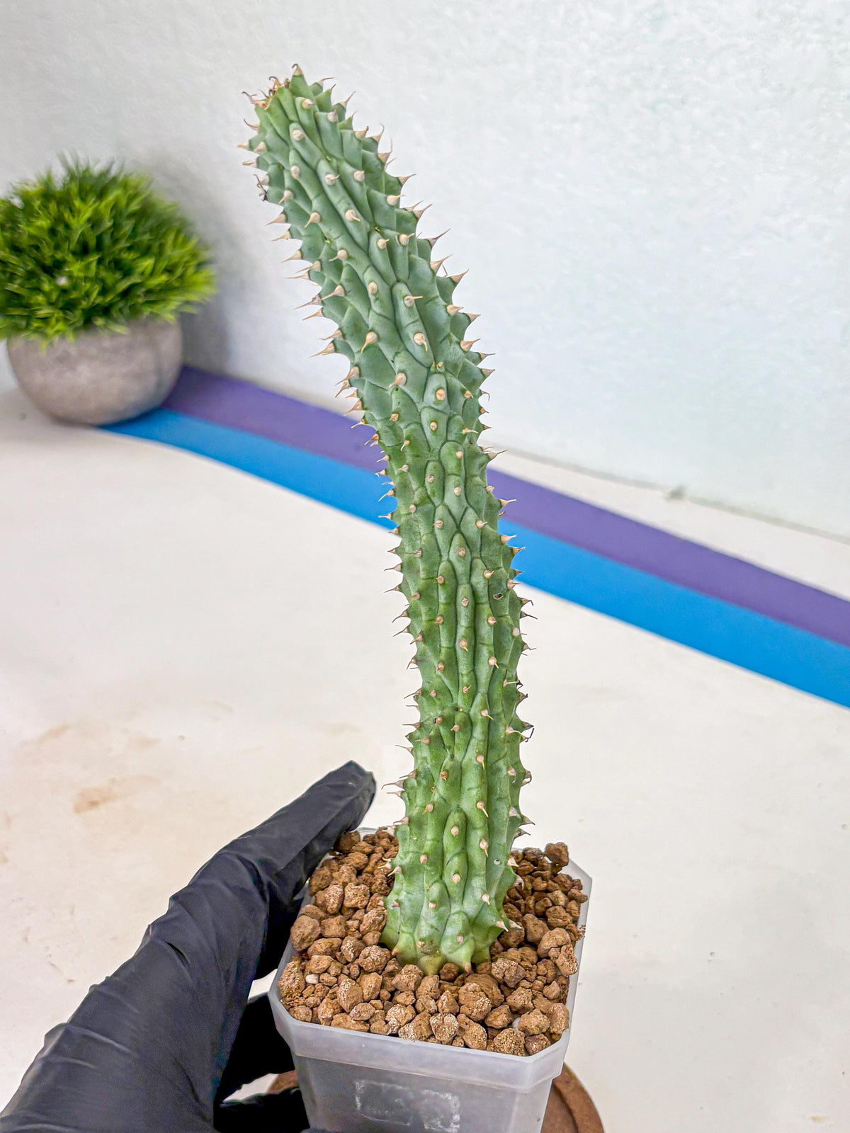 Kalahari Cactus (gg) | Rare House Plants