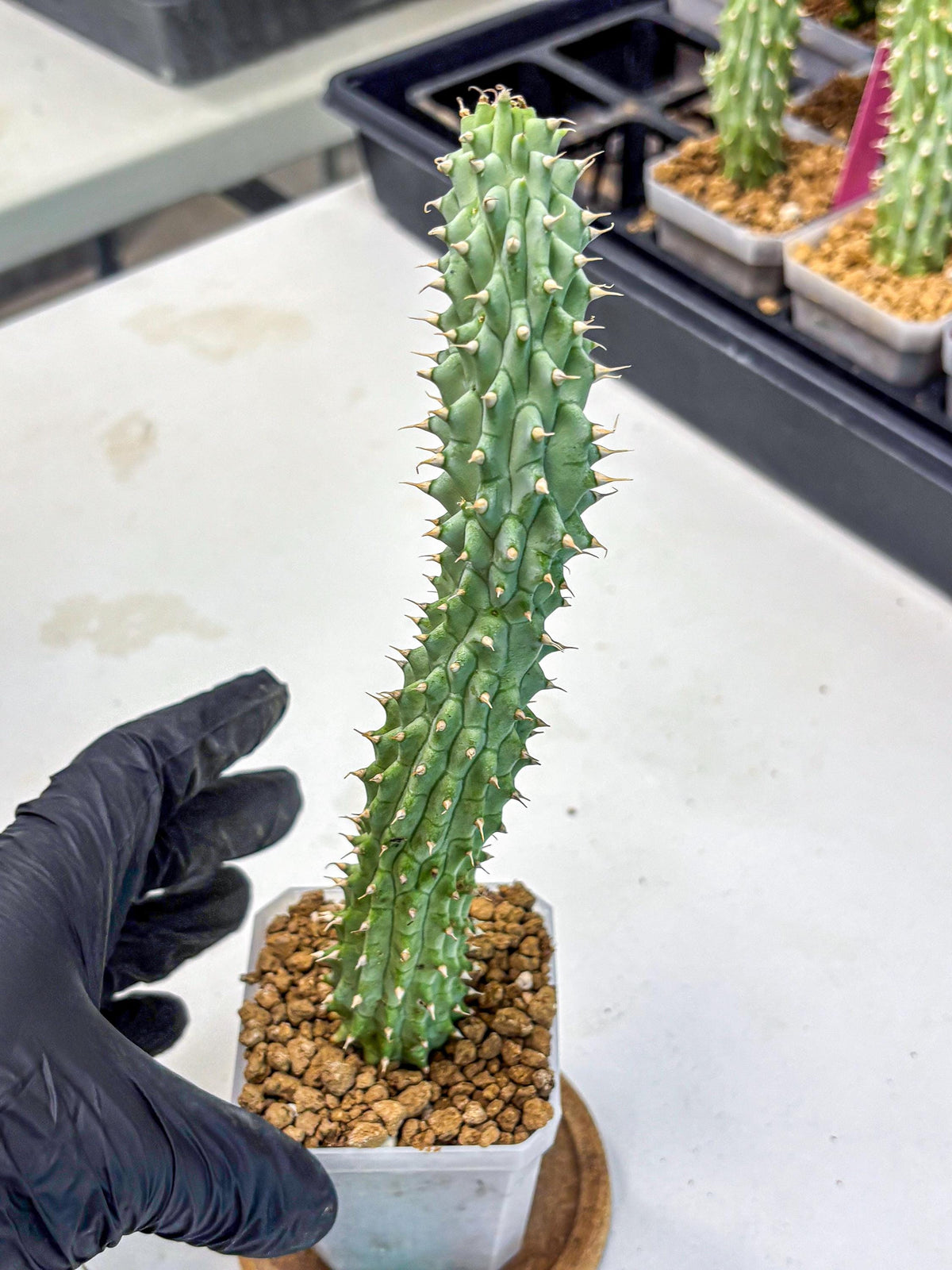 Kalahari Cactus (gg) | Rare House Plants