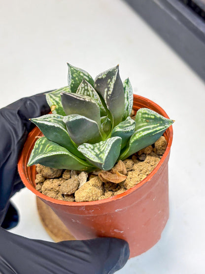 Haworthia Dojakudai Cobbledon (wa4) (y7) | Easy Care Succulent