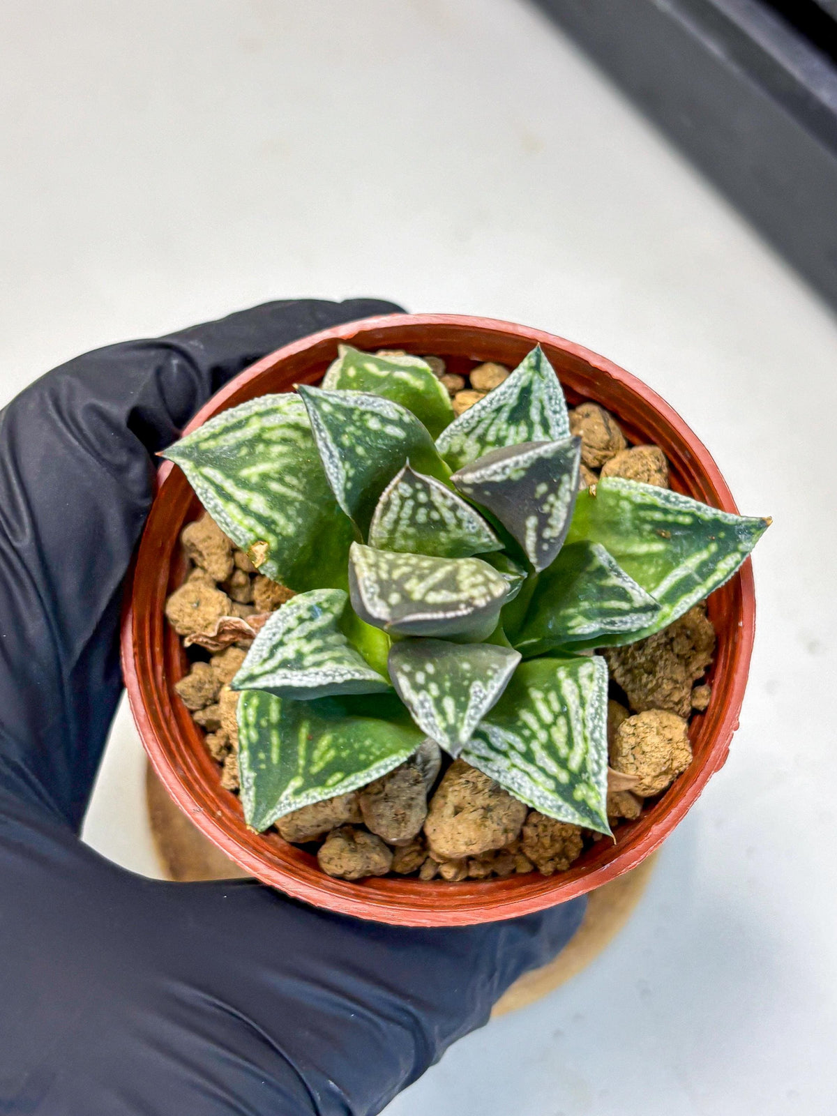 Haworthia Dojakudai Cobbledon (wa4) (y7) | Easy Care Succulent