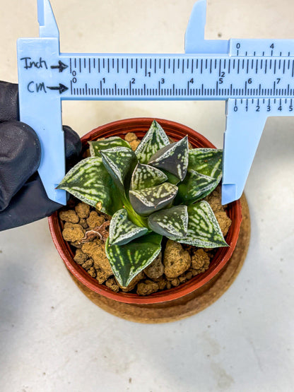 Haworthia Dojakudai Cobbledon (wa4) (y7) | Easy Care Succulent