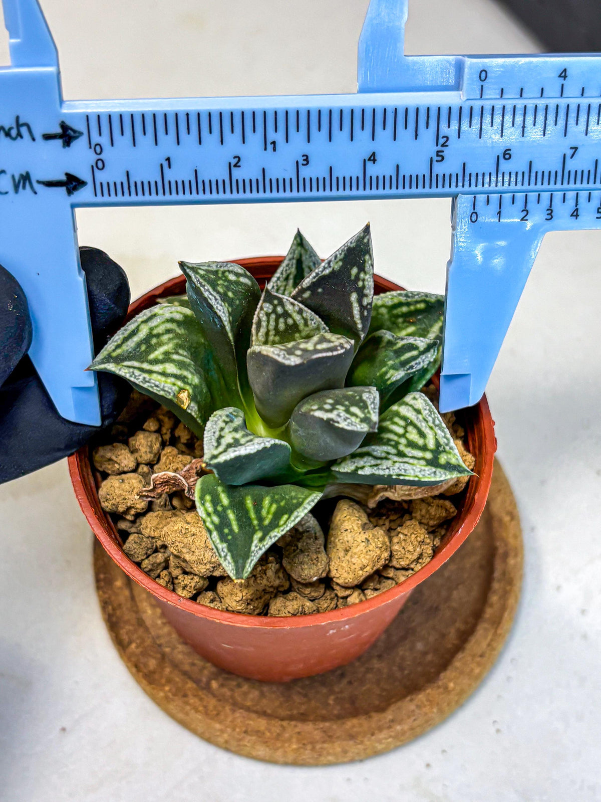 Haworthia Dojakudai Cobbledon (wa4) (y7) | Easy Care Succulent
