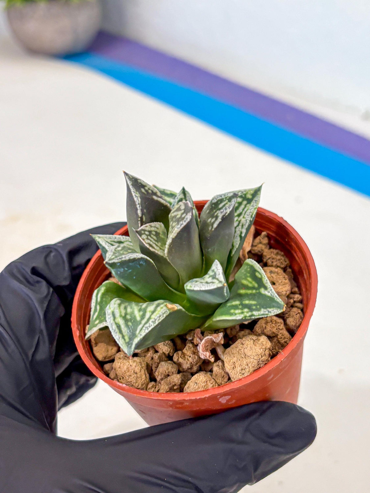 Haworthia Dojakudai Cobbledon (wa4) (y7) | Easy Care Succulent