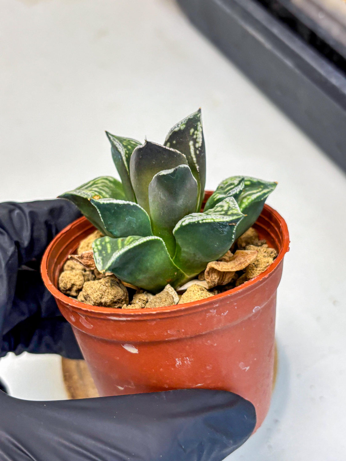 Haworthia Dojakudai Cobbledon (wa4) (y7) | Easy Care Succulent