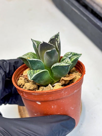 Haworthia Dojakudai Cobbledon (wa4) (y7) | Easy Care Succulent