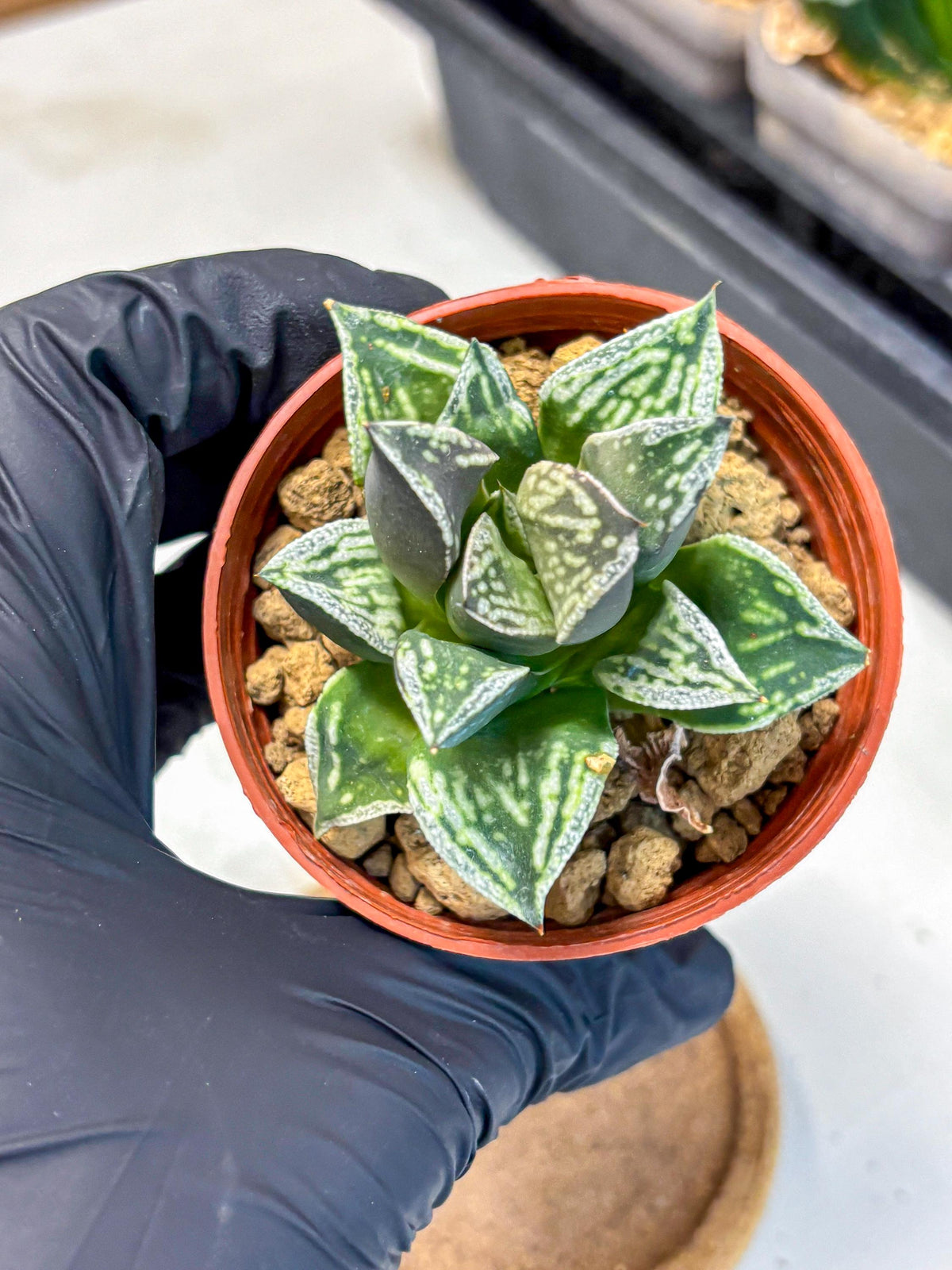 Haworthia Dojakudai Cobbledon (wa4) (y7) | Easy Care Succulent