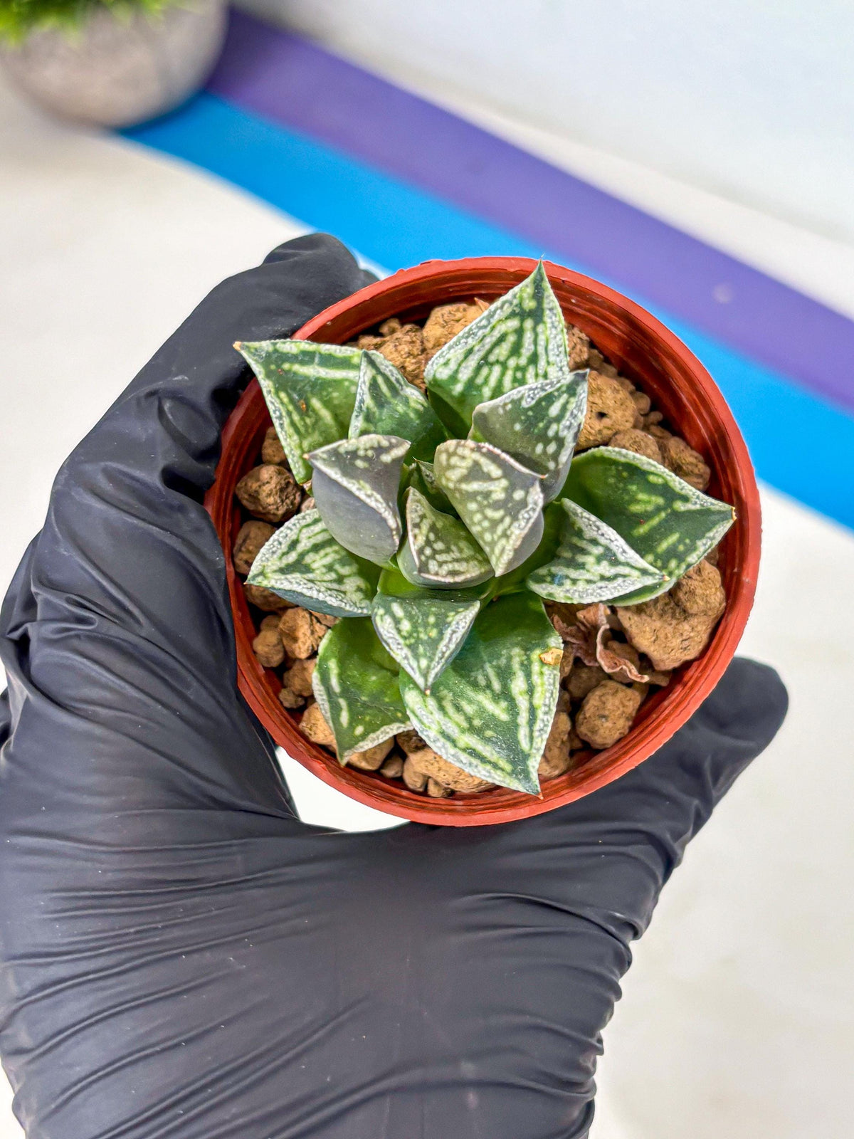 Haworthia Dojakudai Cobbledon (wa4) (y7) | Easy Care Succulent
