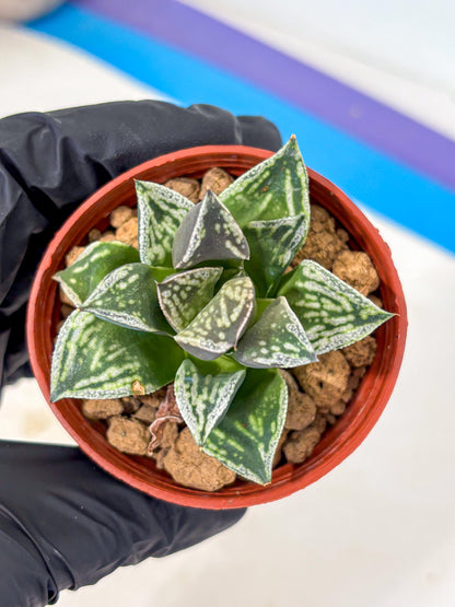 Haworthia Dojakudai Cobbledon (wa4) (y7) | Easy Care Succulent