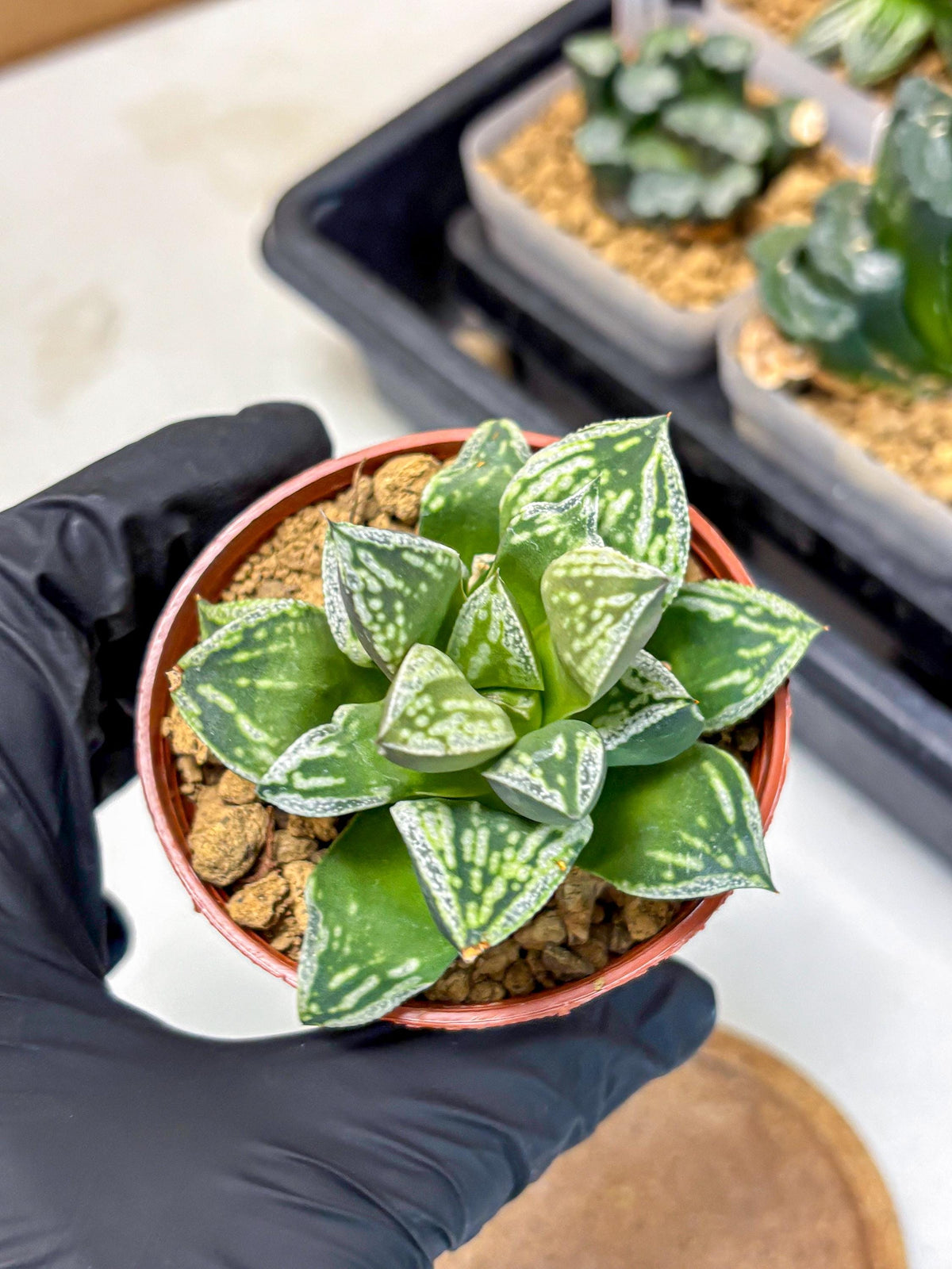 Haworthia Dojakudai Cobbledon (wa4) (6) | Easy Care Succulent