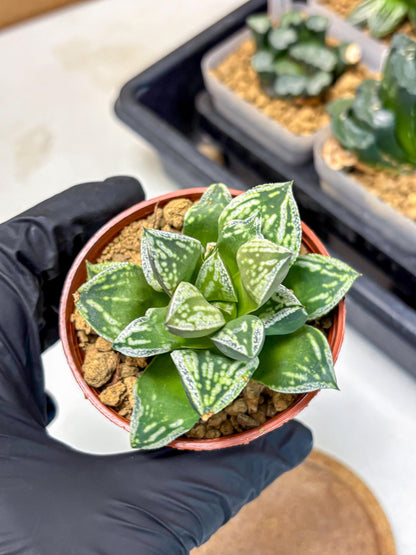 Haworthia Dojakudai Cobbledon (wa4) (6) | Easy Care Succulent