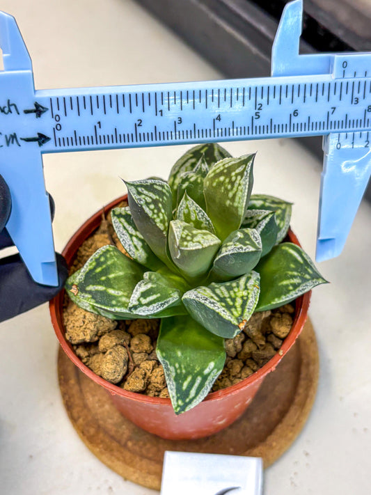 Haworthia Dojakudai Cobbledon (wa4) (6) | Easy Care Succulent