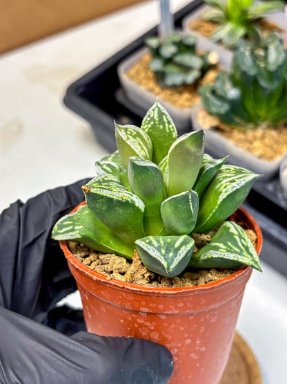 Haworthia Dojakudai Cobbledon (wa4) (6) | Easy Care Succulent