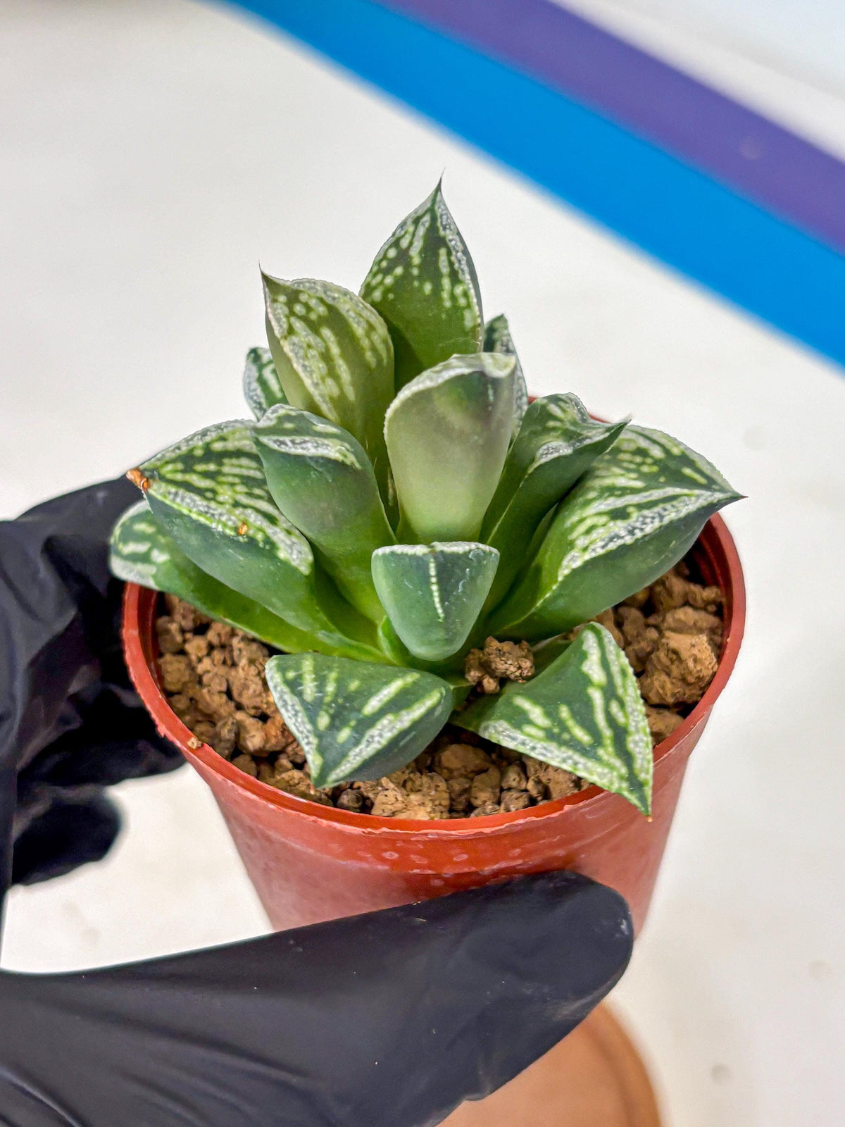 Haworthia Dojakudai Cobbledon (wa4) (6) | Easy Care Succulent