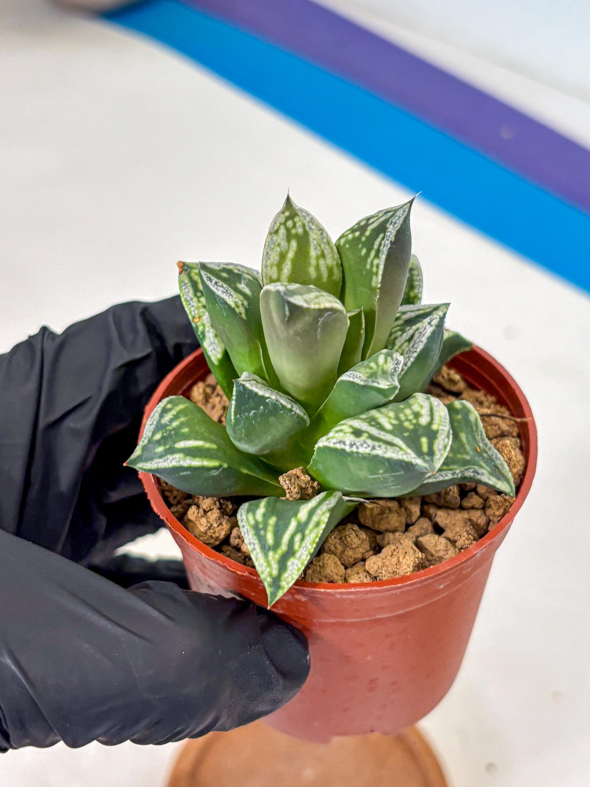 Haworthia Dojakudai Cobbledon (wa4) (6) | Easy Care Succulent