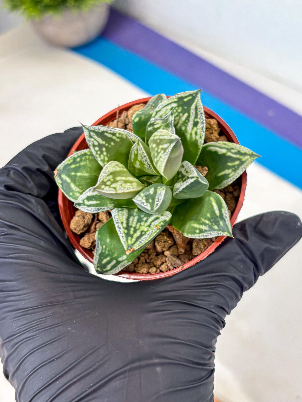 Haworthia Dojakudai Cobbledon (wa4) (6) | Easy Care Succulent