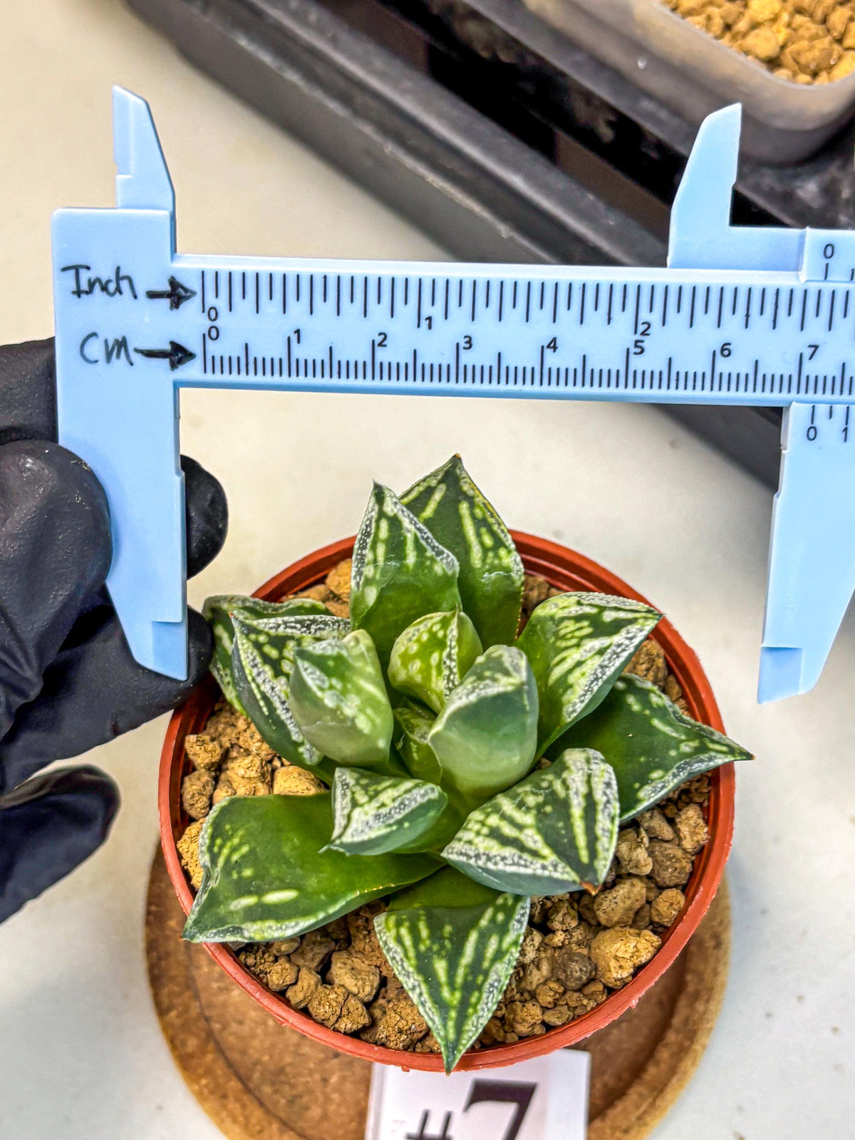 Haworthia Dojakudai Cobbledon (wa4) (7) | Easy Care Succulent