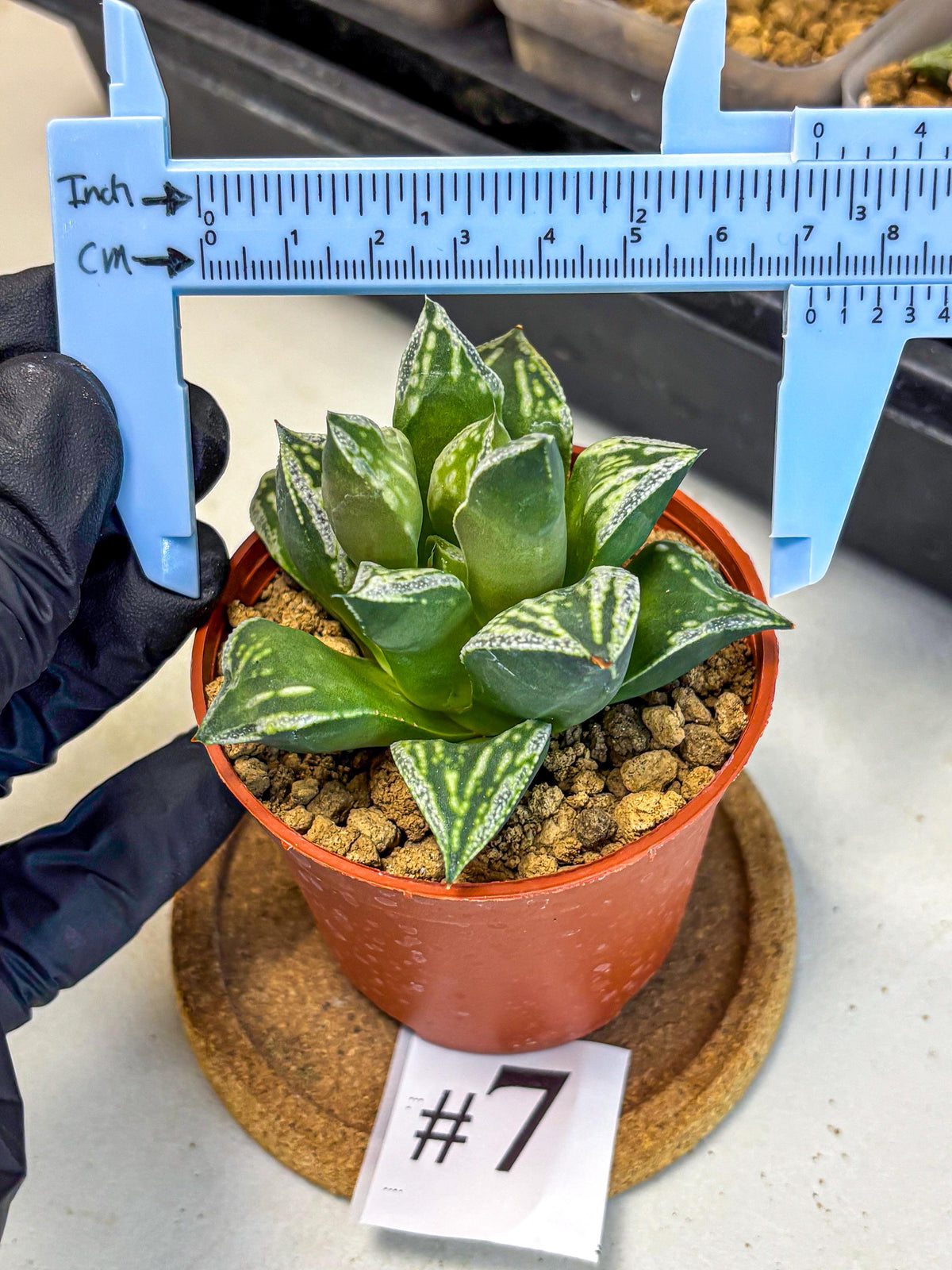 Haworthia Dojakudai Cobbledon (wa4) (7) | Easy Care Succulent