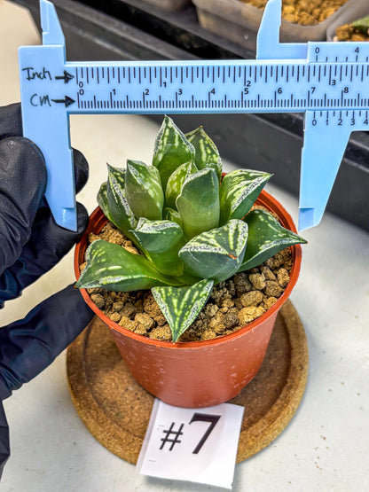 Haworthia Dojakudai Cobbledon (wa4) (7) | Easy Care Succulent