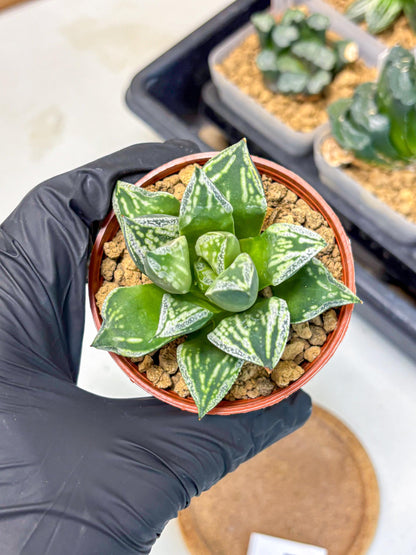 Haworthia Dojakudai Cobbledon (wa4) (7) | Easy Care Succulent