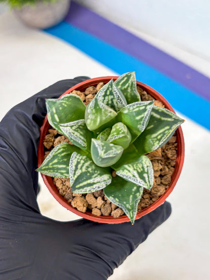 Haworthia Dojakudai Cobbledon (wa4) (7) | Easy Care Succulent