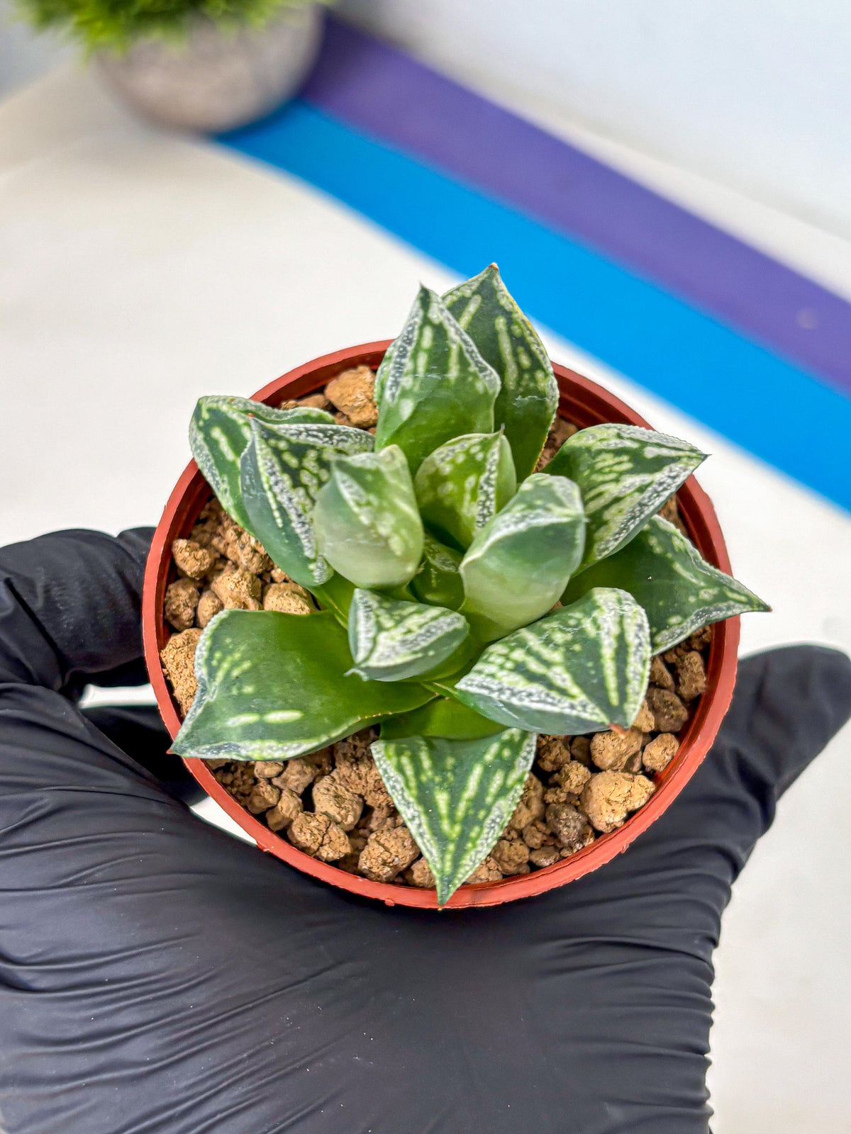 Haworthia Dojakudai Cobbledon (wa4) (7) | Easy Care Succulent