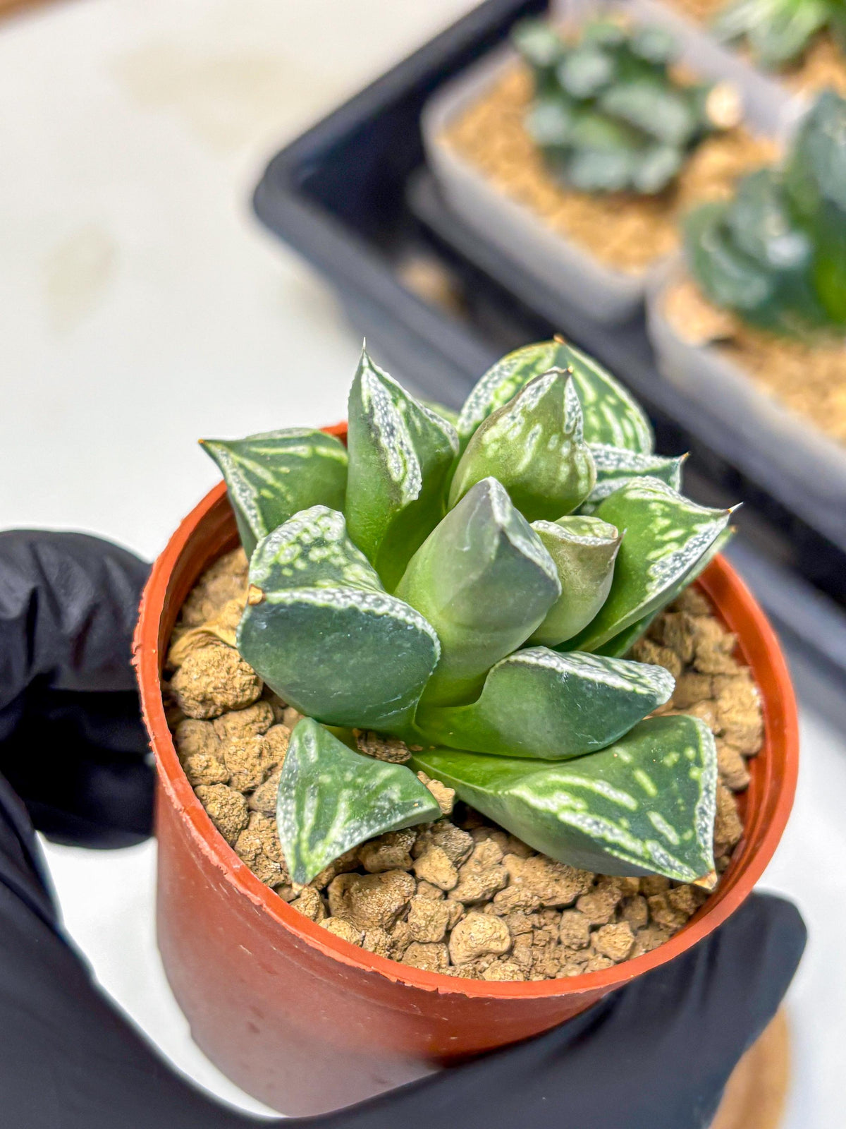 Haworthia Dojakudai Cobbledon (wa4) (8) | Easy Care Succulent