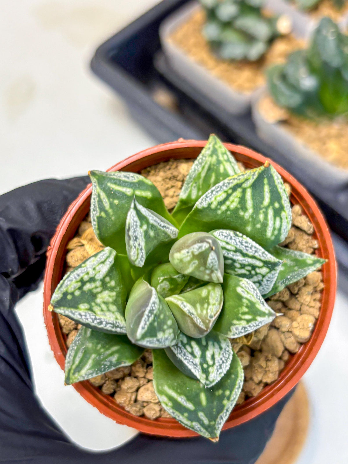 Haworthia Dojakudai Cobbledon (wa4) (8) | Easy Care Succulent