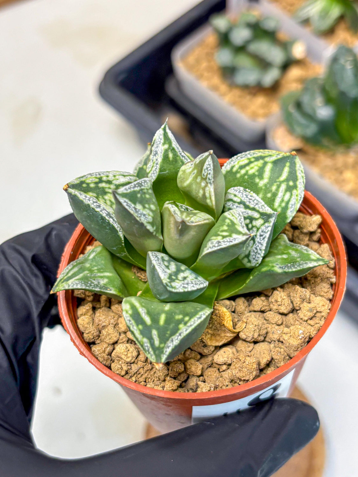 Haworthia Dojakudai Cobbledon (wa4) (8) | Easy Care Succulent
