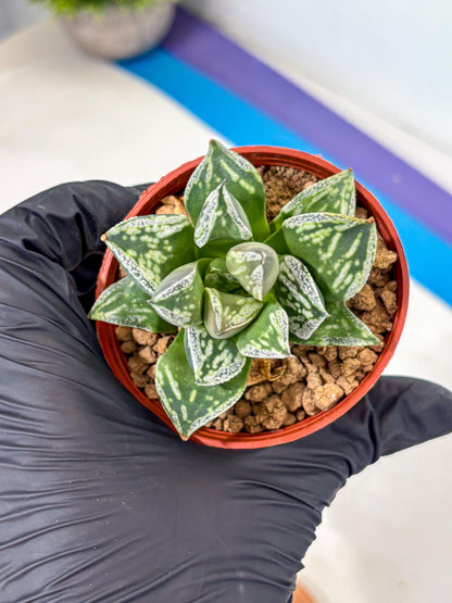Haworthia Dojakudai Cobbledon (wa4) (8) | Easy Care Succulent