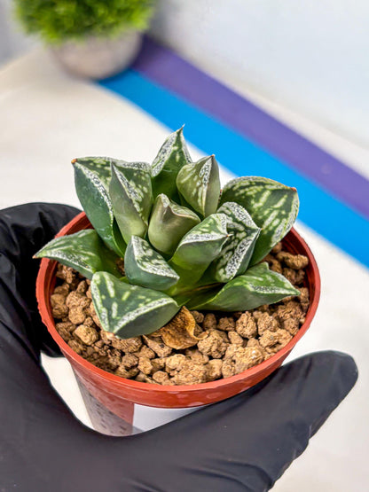 Haworthia Dojakudai Cobbledon (wa4) (8) | Easy Care Succulent