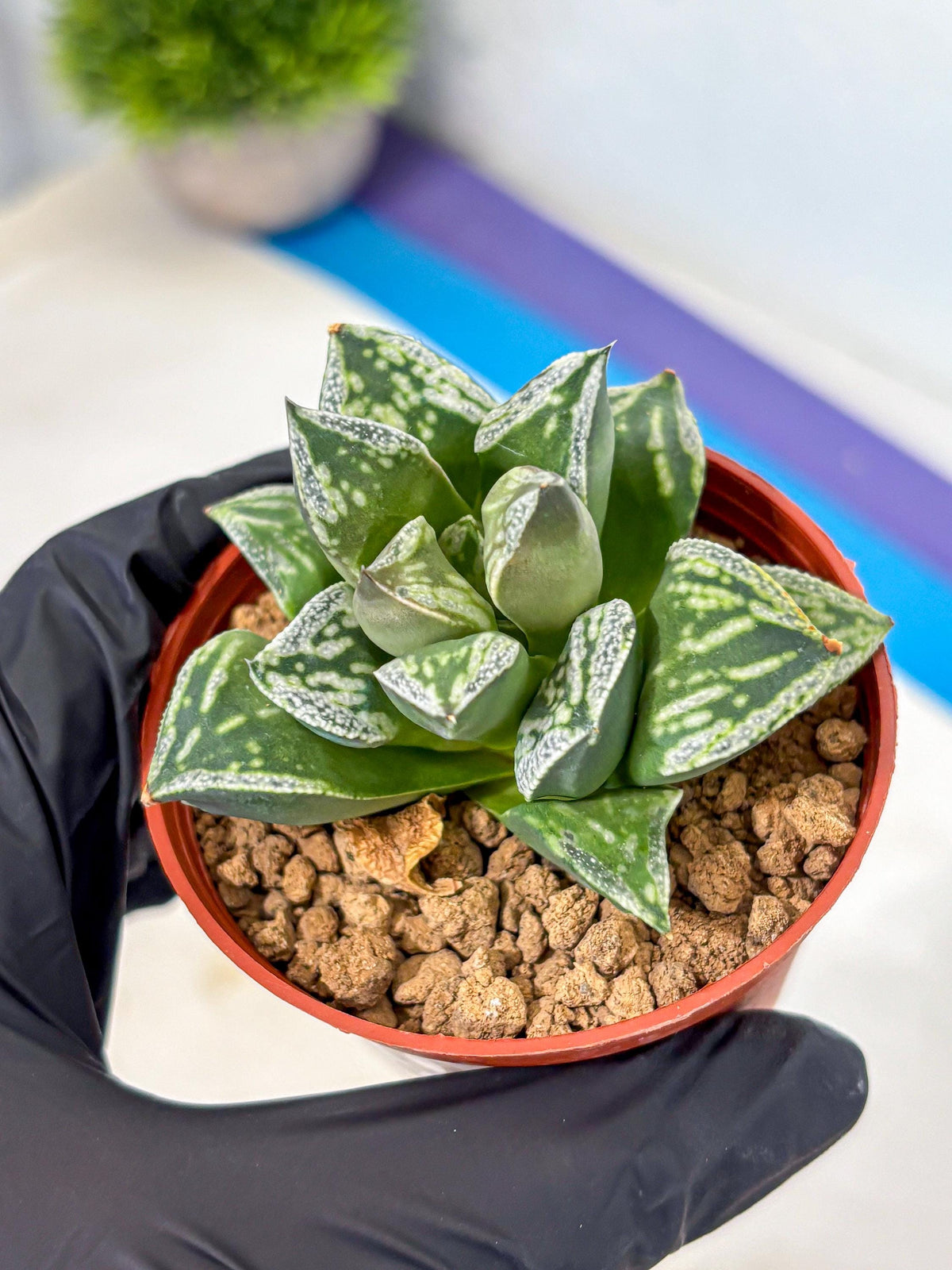 Haworthia Dojakudai Cobbledon (wa4) (8) | Easy Care Succulent