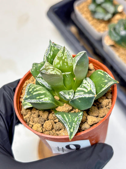 Haworthia Dojakudai Cobbledon (wa4) (9) | Easy Care Succulent