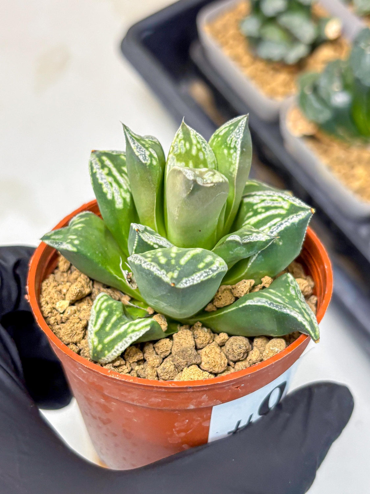 Haworthia Dojakudai Cobbledon (wa4) (9) | Easy Care Succulent