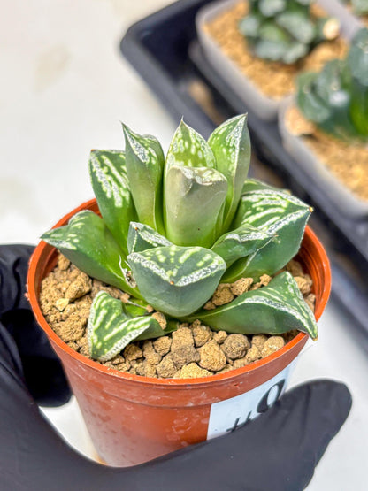 Haworthia Dojakudai Cobbledon (wa4) (9) | Easy Care Succulent